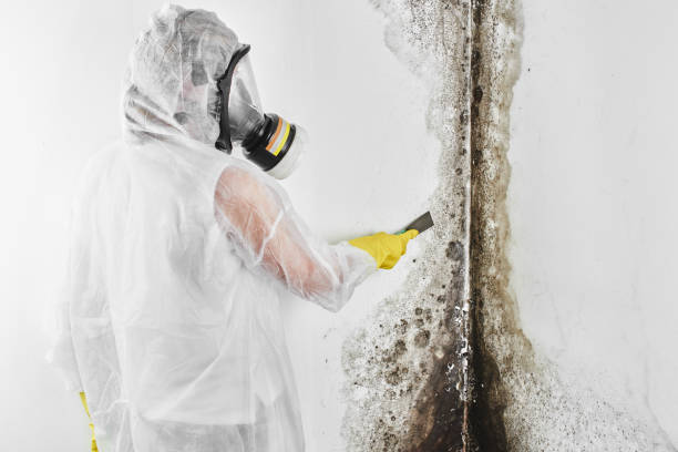 Best Black Mold Removal  in Solon, OH