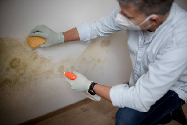 Best Local Mold Removal Service  in Solon, OH