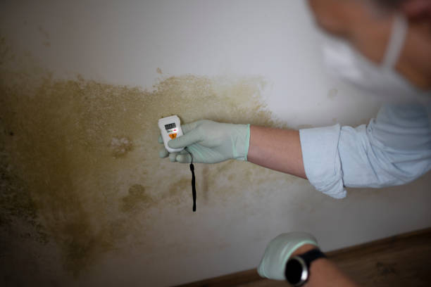 Home Mold Removal in Solon, OH