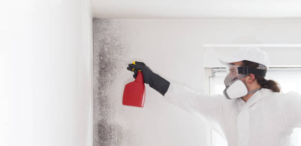 Best Fast Mold Removal  in Solon, OH