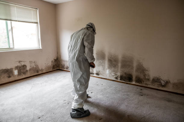 Trusted Solon, OH Mold Removal Experts