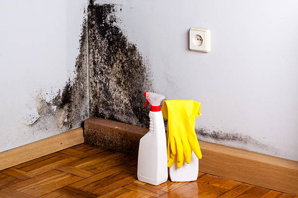 Best Residential Mold Removal  in Solon, OH