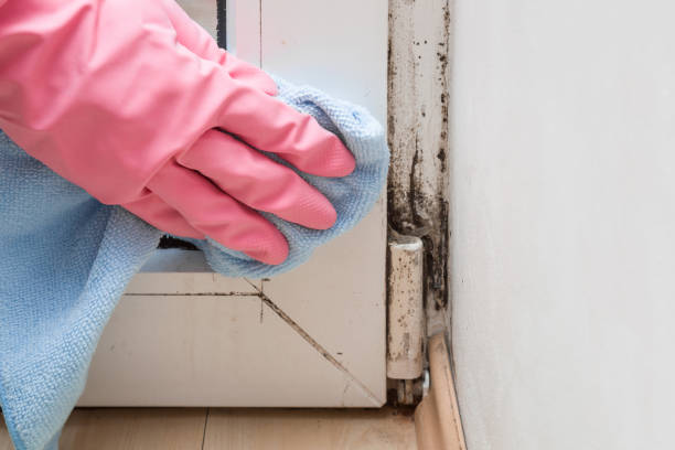 Best Certified Mold Removal  in Solon, OH