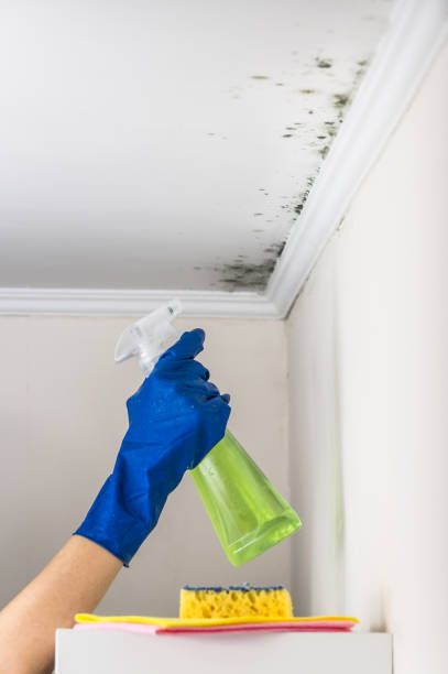 Best Attic Mold Removal  in Solon, OH